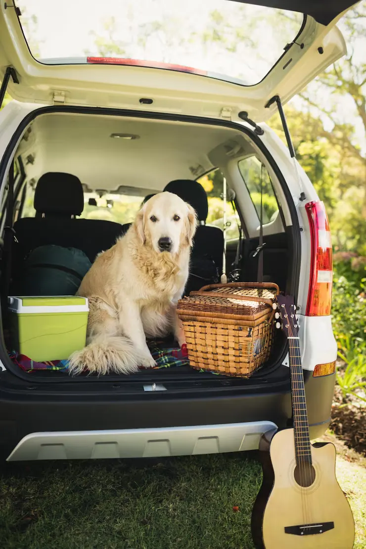 Pet Transport Services From Hong Kong to the UK ​