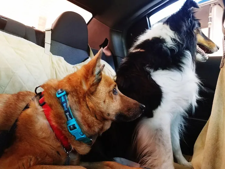 Pet Transport Services From Manchester to Montreal