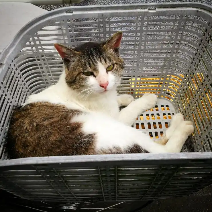 Pre-Move Planning for Birmingham Pet Relocation to Dubai​