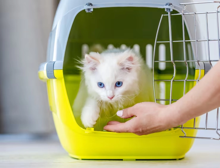 Pre-Relocation Assessment and Planning