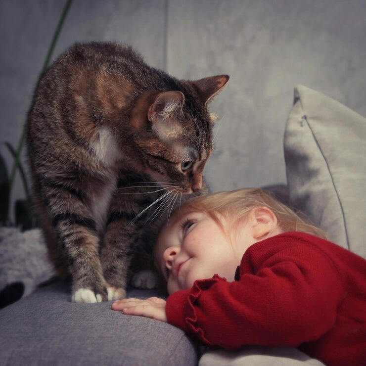 Private and Low Stimulation Cat Travel