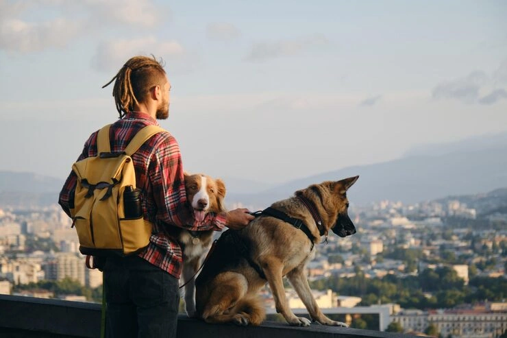 Puppy and Kitten Courier Transport