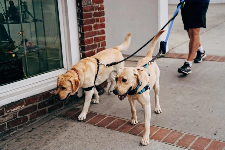 Quarantine and Entry Clearance Support​