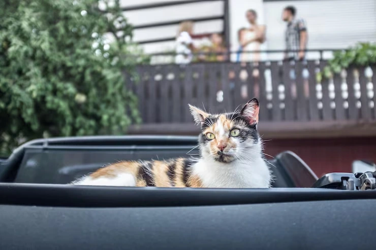 Relocation Planning for Long-Term Moves​