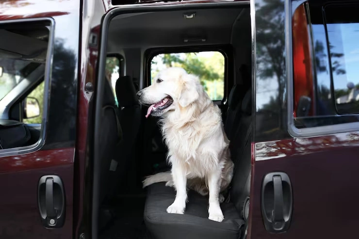 Pet Transport Services From Qatar to the UK