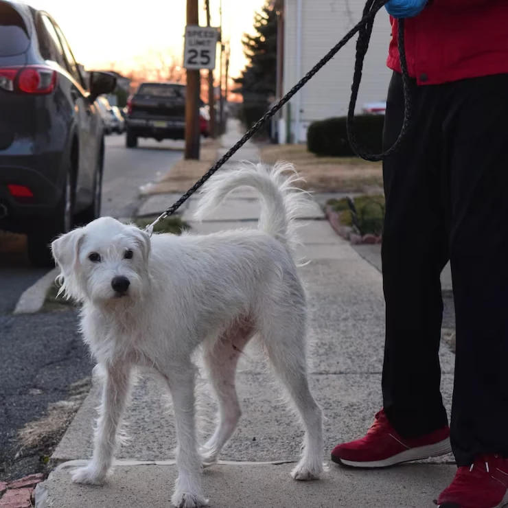 UK Import Documentation and Border Preparation