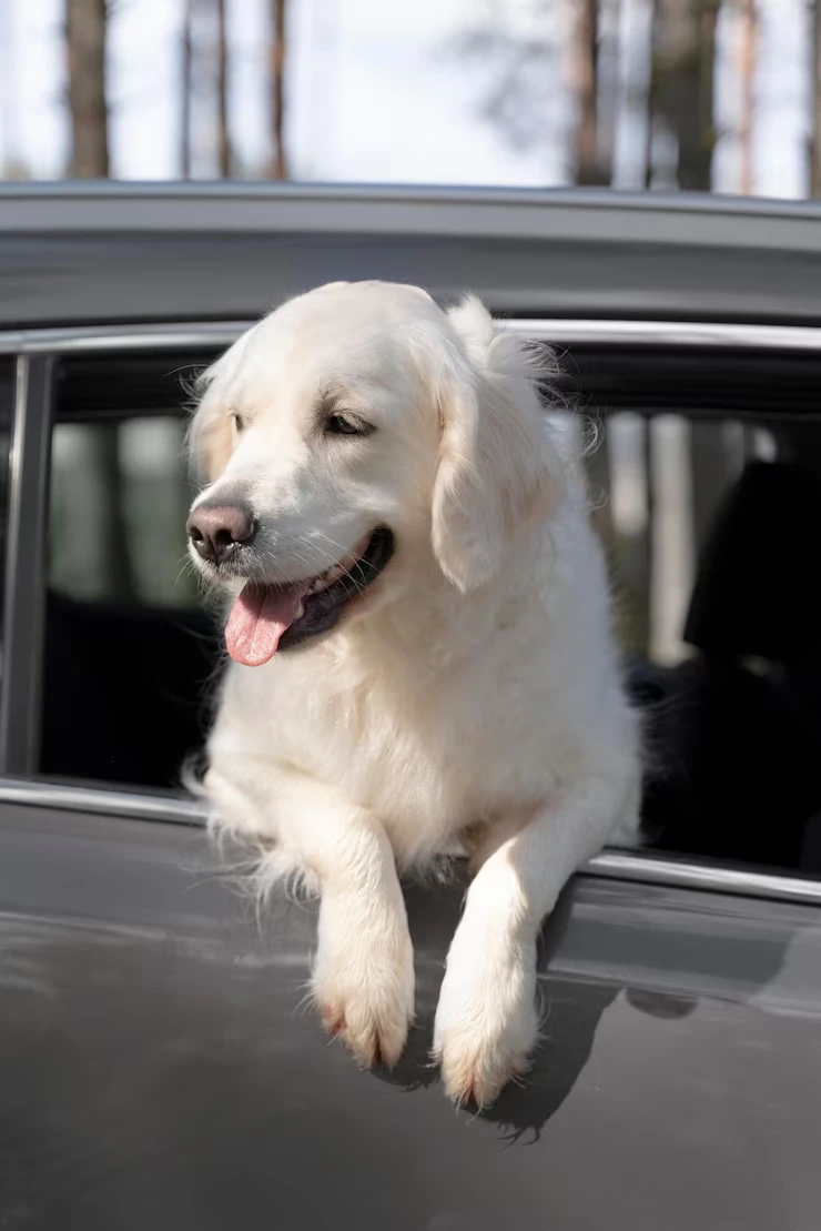 UK to International Pet Relocation Planning