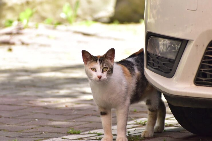 Veterinary Coordination and Compliance Preparation