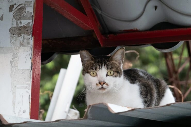 Veterinary Coordination and Health Documentation​