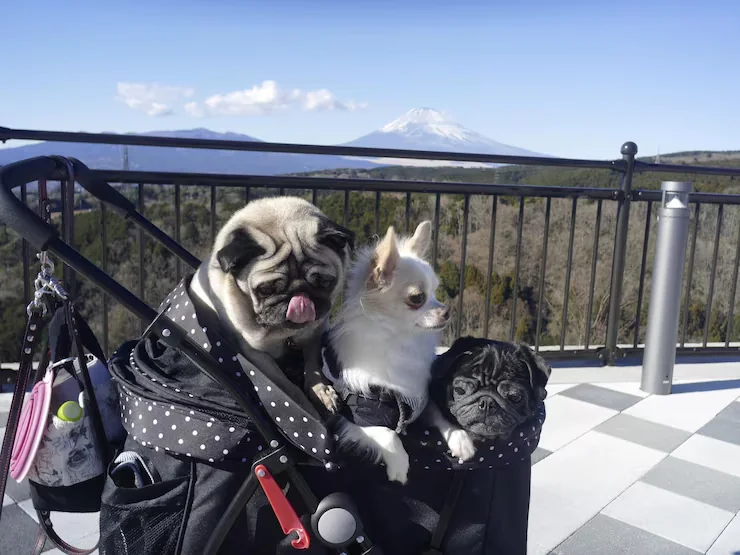 Veterinary Coordination and Pre-Departure Checks