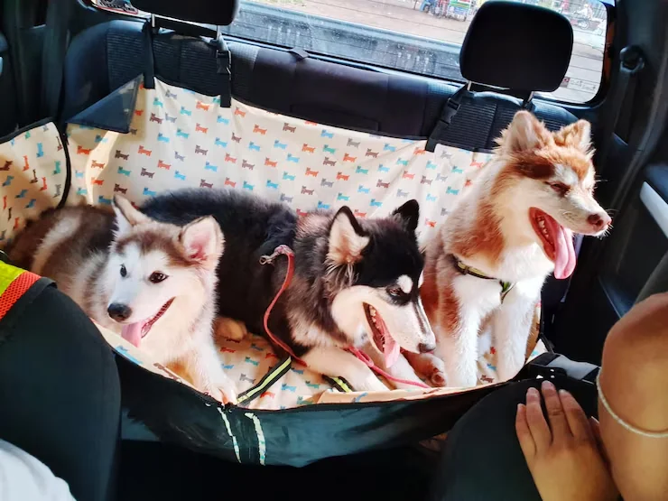 Veterinary Coordination and Timing Control