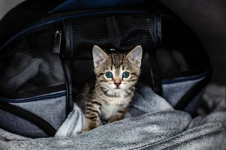 Veterinary Documentation Coordination