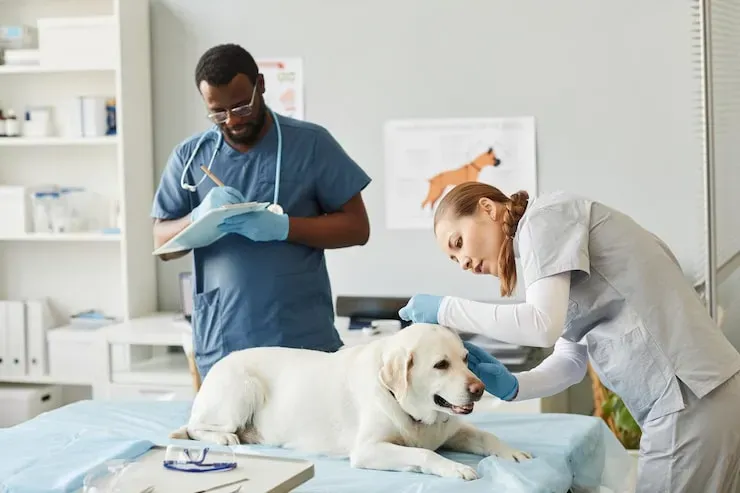 Veterinary-Sensitive Pet Transport