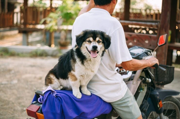 Owner Guidance and Process Oversight