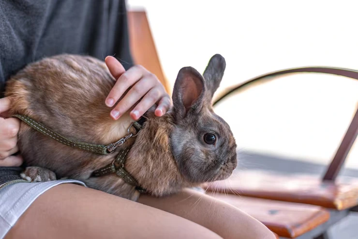 Pet Courier for Rabbits