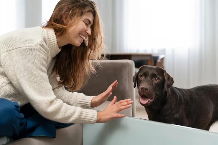 Australia Pet Transport to London With Full Compliance