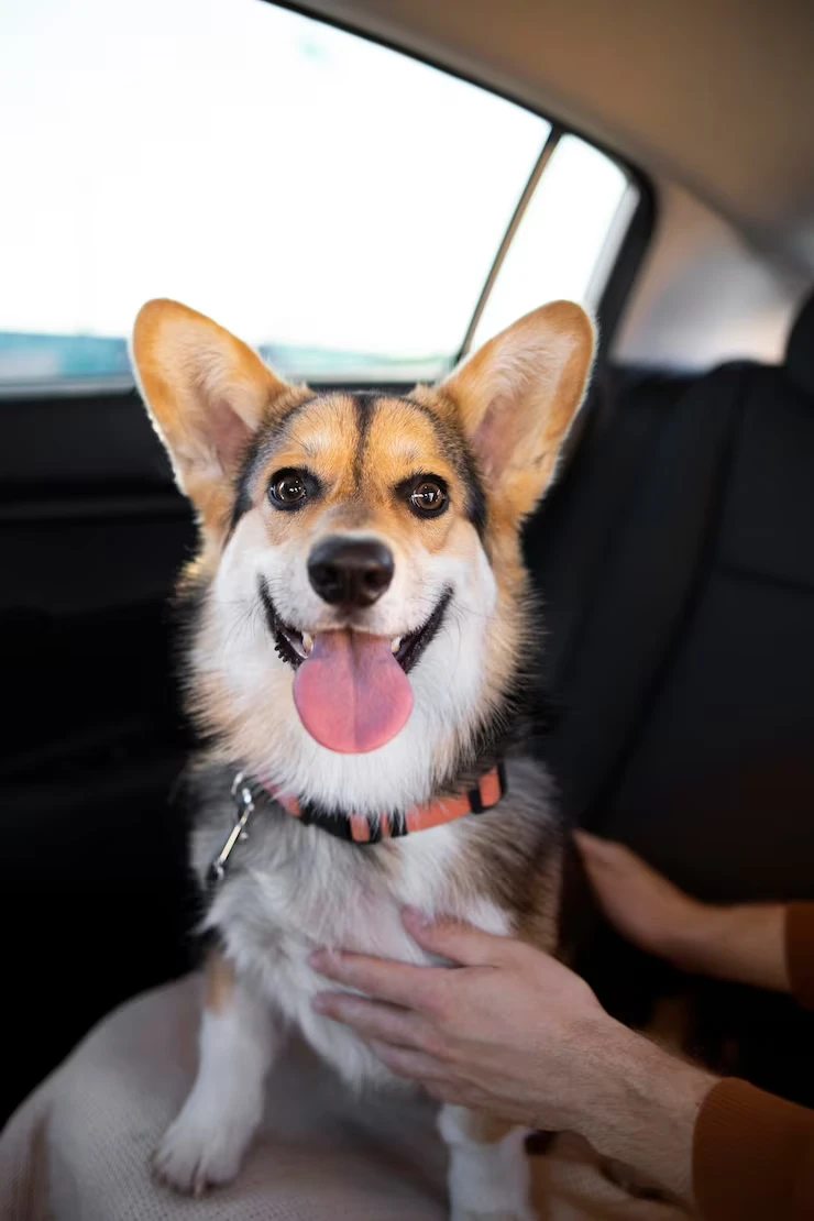 Bahrain Pet Transport Services to the UK