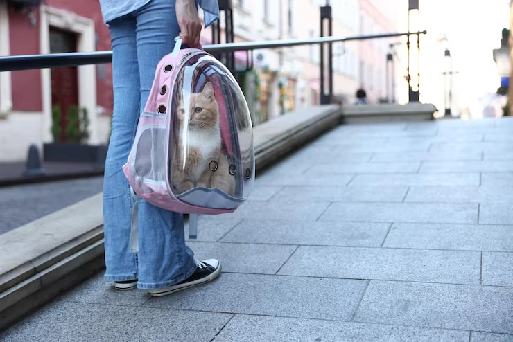Cat Transport Services From the UK to Dubai ​