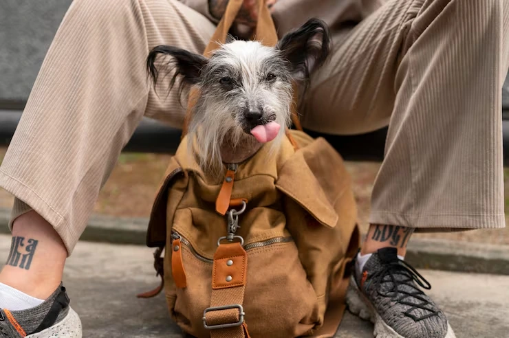 Door-to-Door Pet Transport Across UK to Shanghai