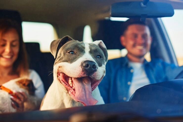 Executive Dog Transport Services in the UK