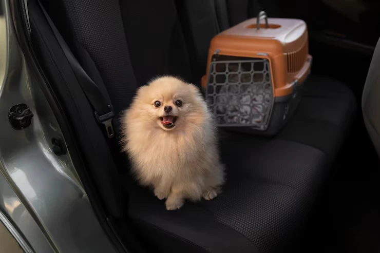 Pet Relocation Services From the UK to Bangkok