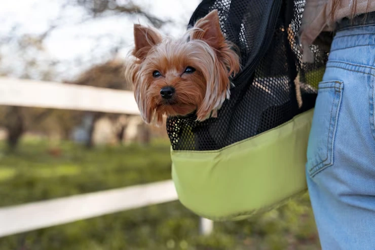 Pet Relocation Services From the UK to Manila