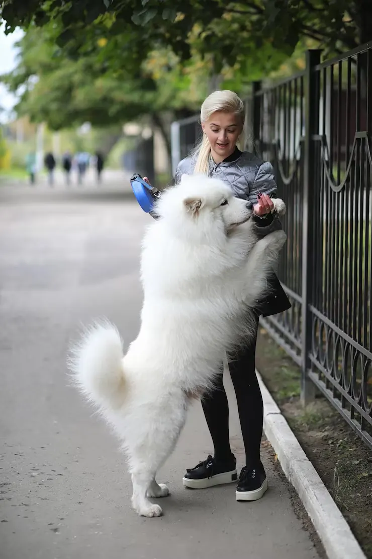 Pet Transport Services From the UK to Toronto