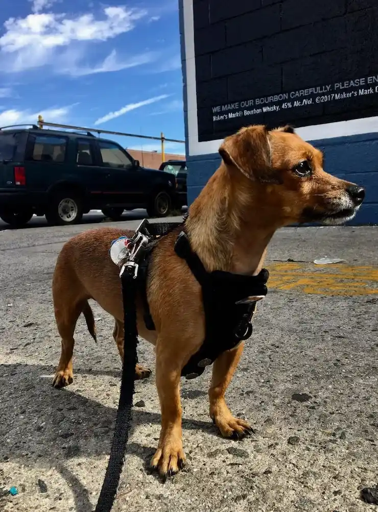 Pre-Flight Veterinary Inspection