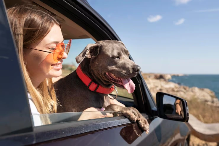 Pre-Travel Veterinary Compliance Planning