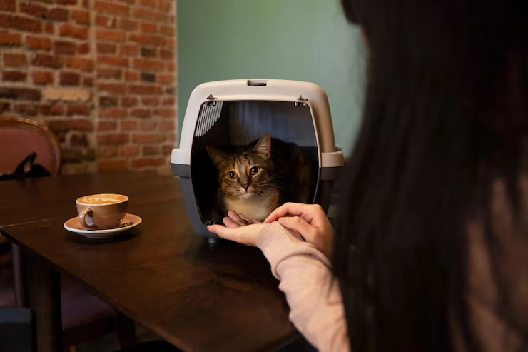 Private Cat Flight Services from the UK to Dubai