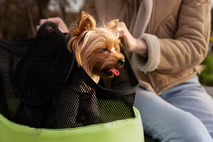 Veterinary Compliance and Rabies Protocols