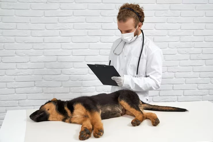 Veterinary Coordination and Documentation Accuracy in uk