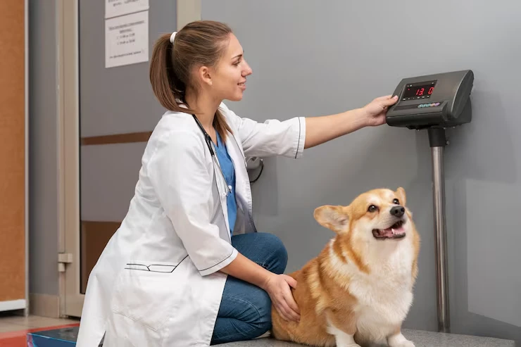 Veterinary Preparation and Compliance Scheduling