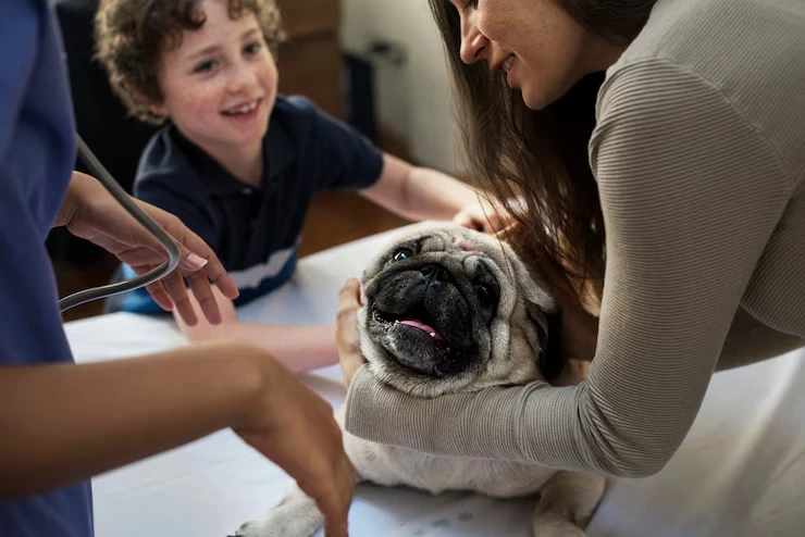 Why You Need a Custom Pet Travel