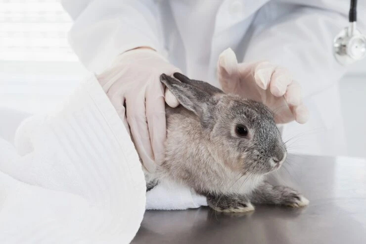 Rabbit Pet Courier Service