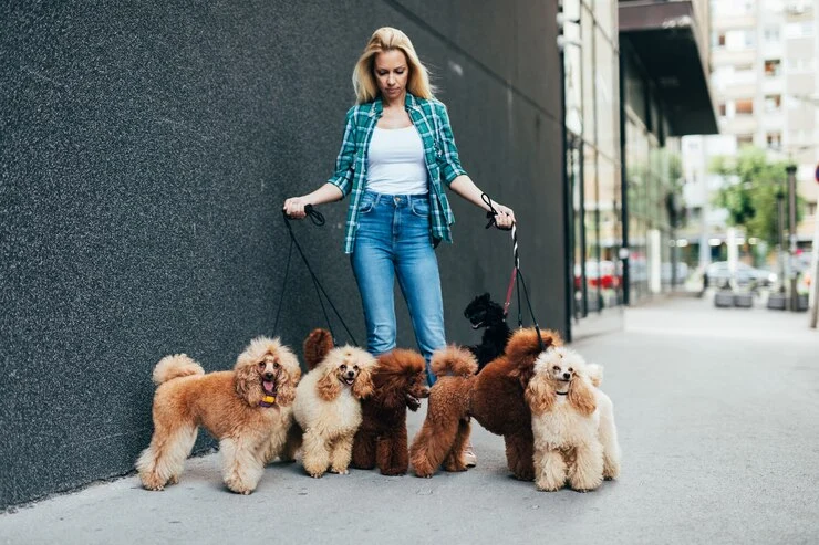 Door-To-Door Show Dog Delivery Services