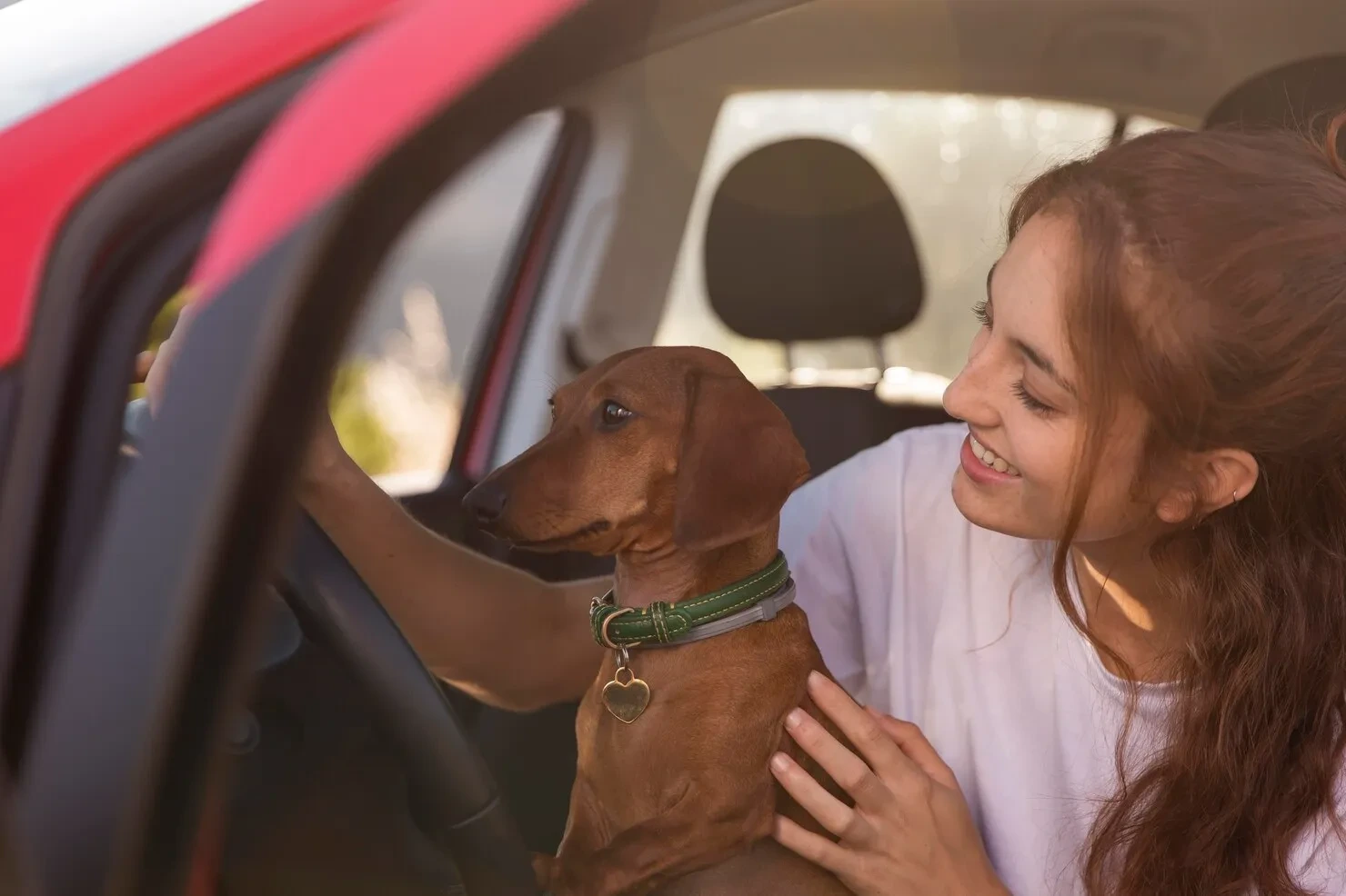 Licensed Pet Courier Services Stoke on Trent