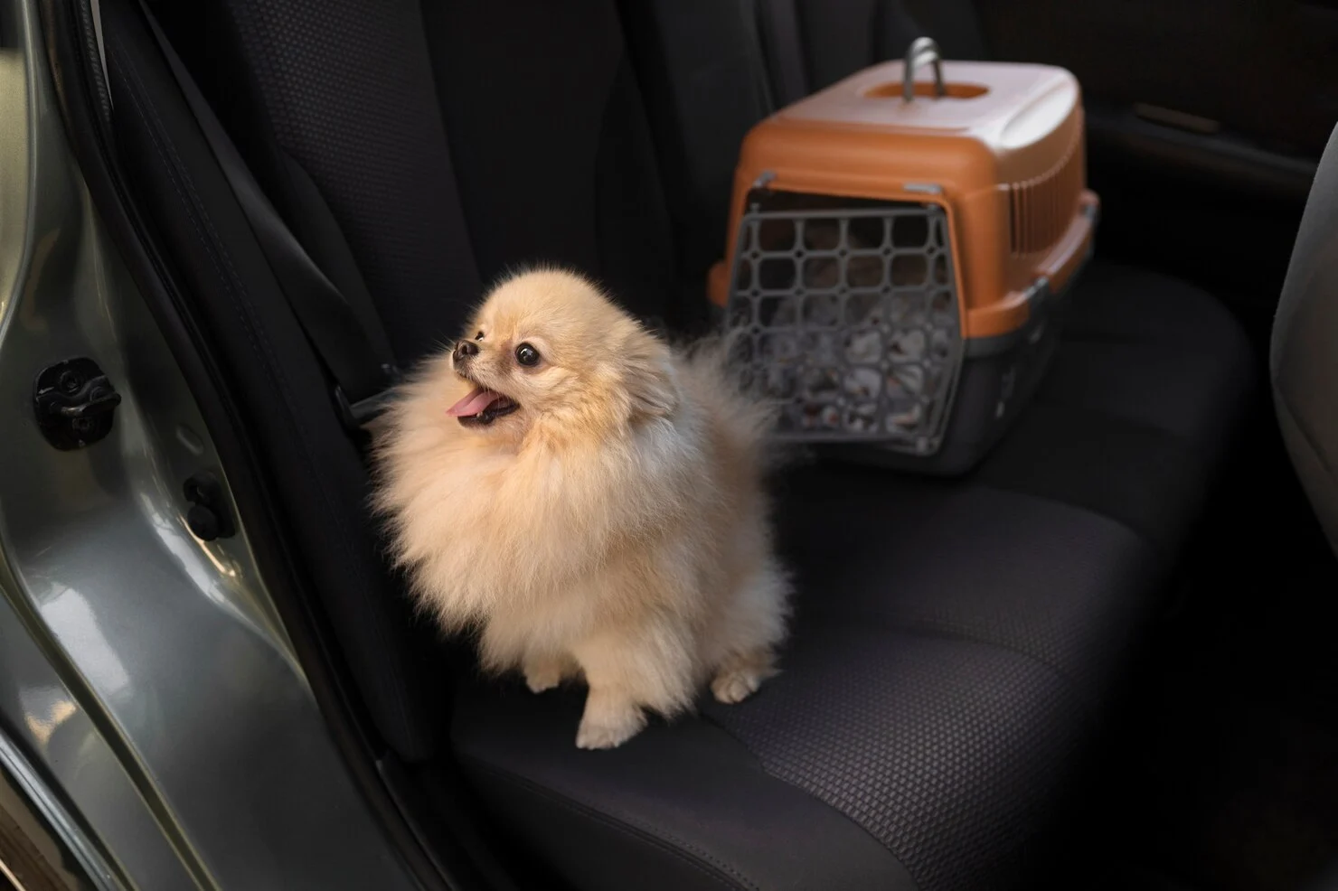 Pet Shipping Services Exeter