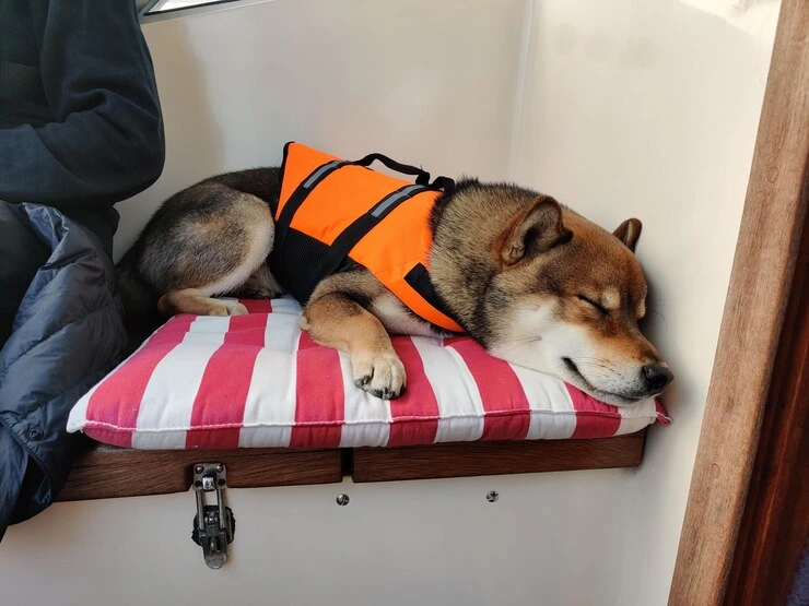 Urgent Pet Courier Service