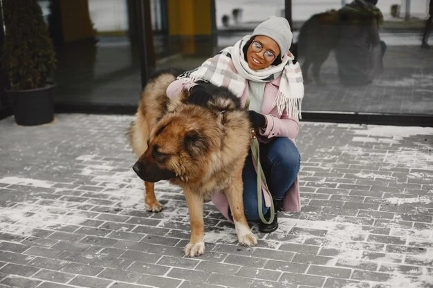 Express Pet Courier Services Stoke on Trent