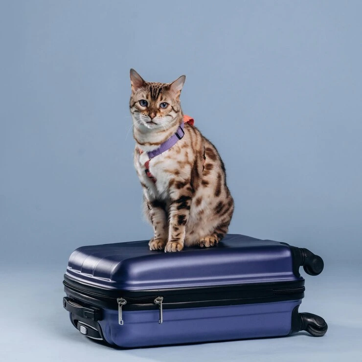 Pet Export Services UK to Poland