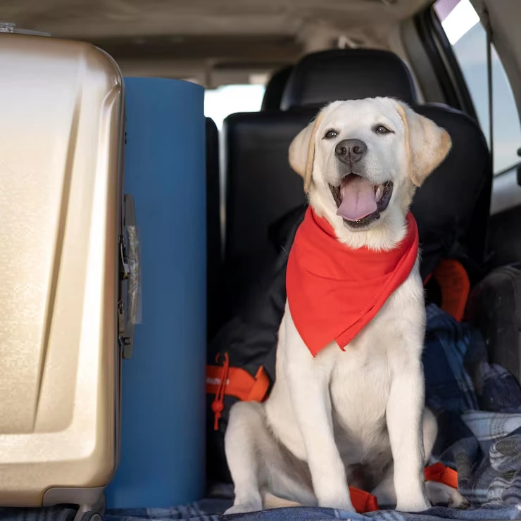 Premium Pet Transport Services UK to Poland