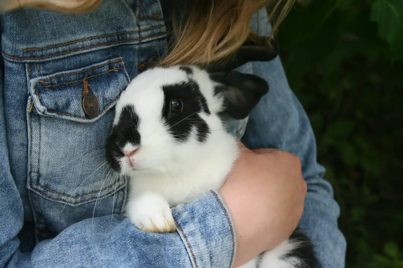 Rabbit Transport Service