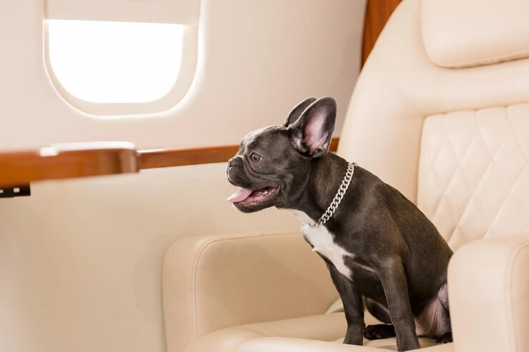 Luxury International Pet Travel Services