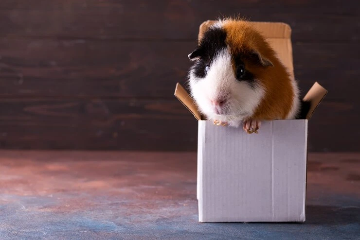 Small Hamster Courier Service