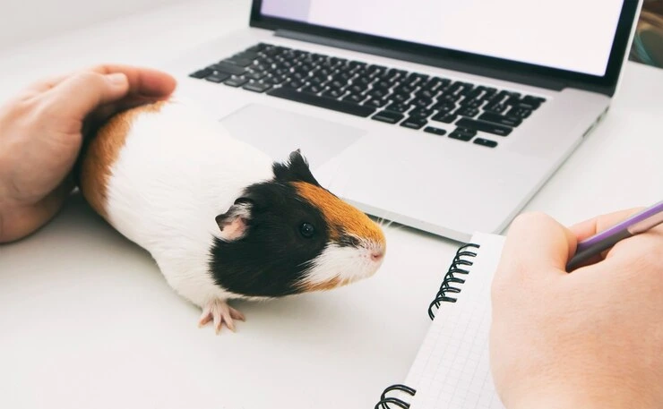 Luxury Hamster Courier Services