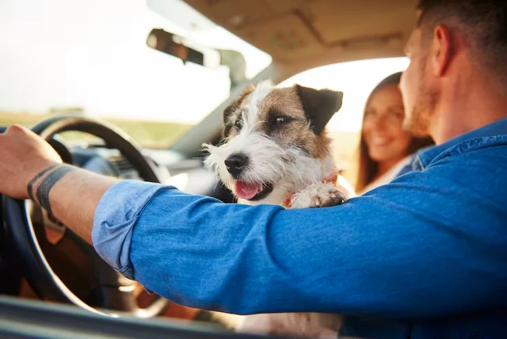 Express Pet Courier Services Stoke on Trent