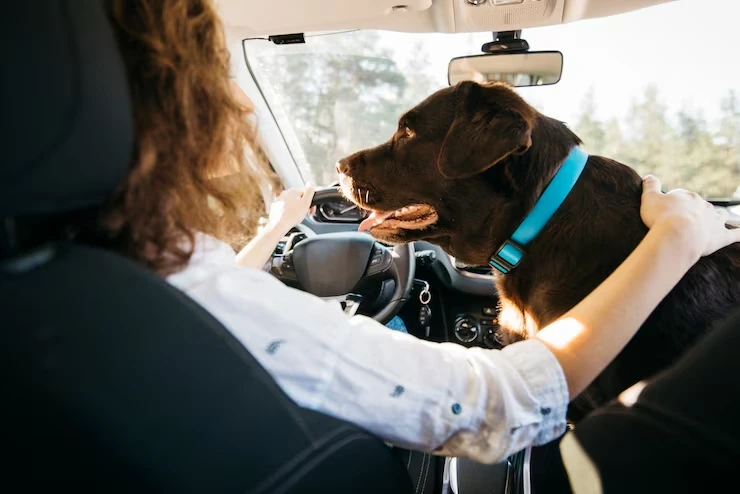Pet Courier Services Stoke on Trent