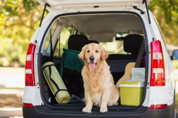 Safe Pet Transport Services London