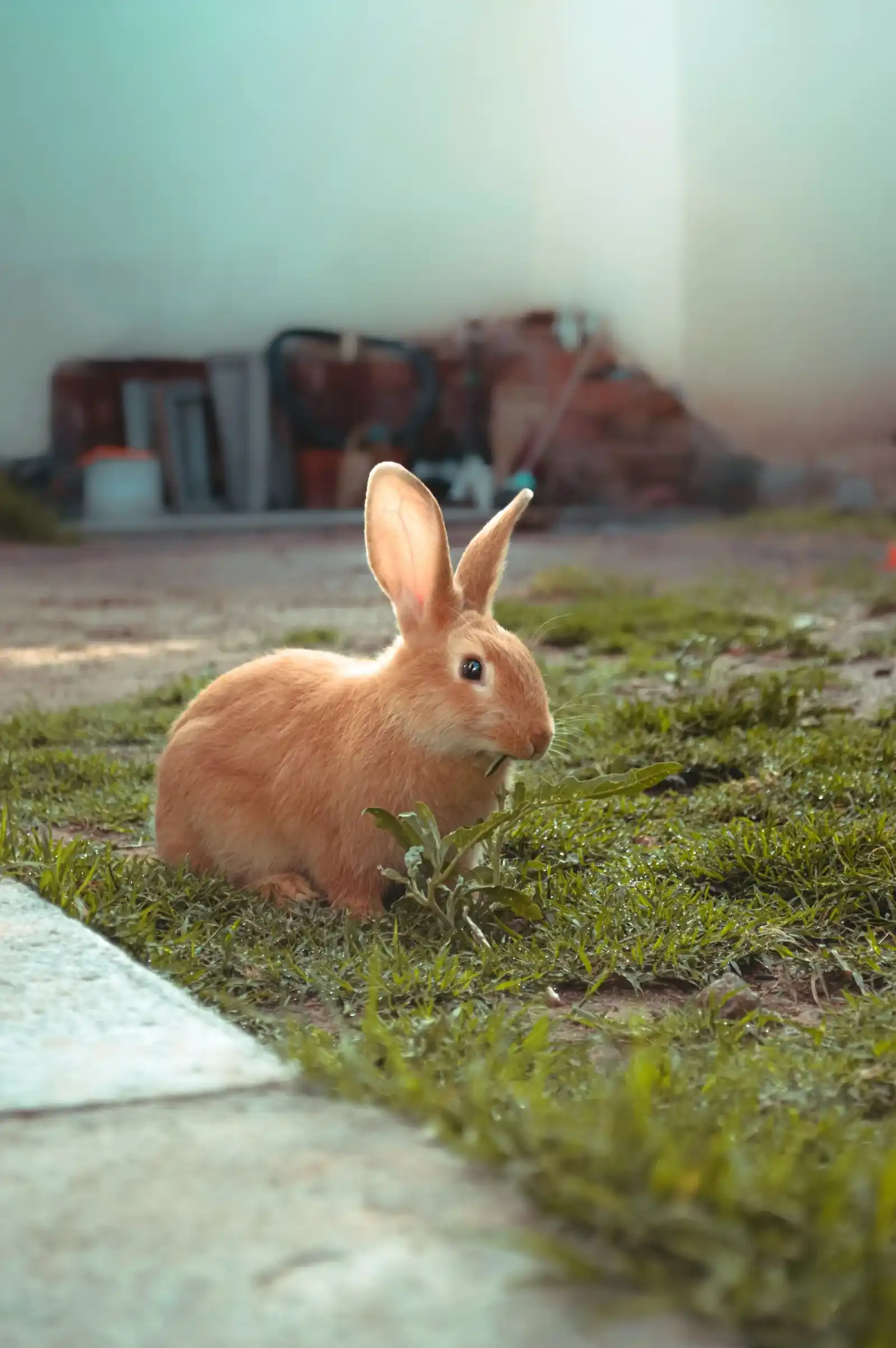 Small Animal Courier Service